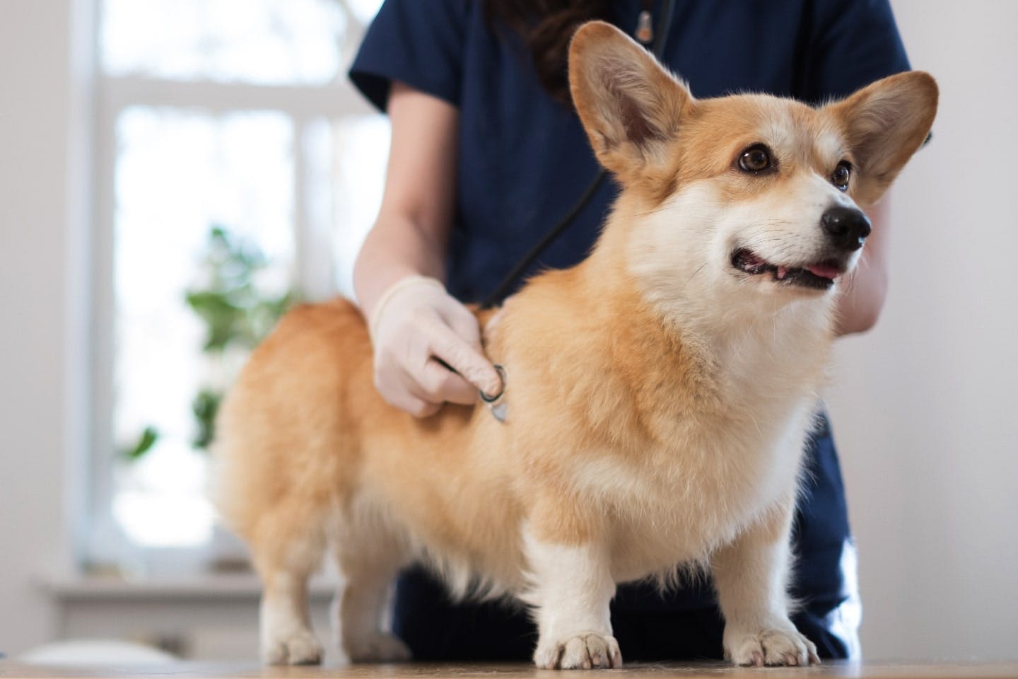 愛犬の生命維持に欠かせない肝臓。血液検査の数値の意味と悪化する原因とは