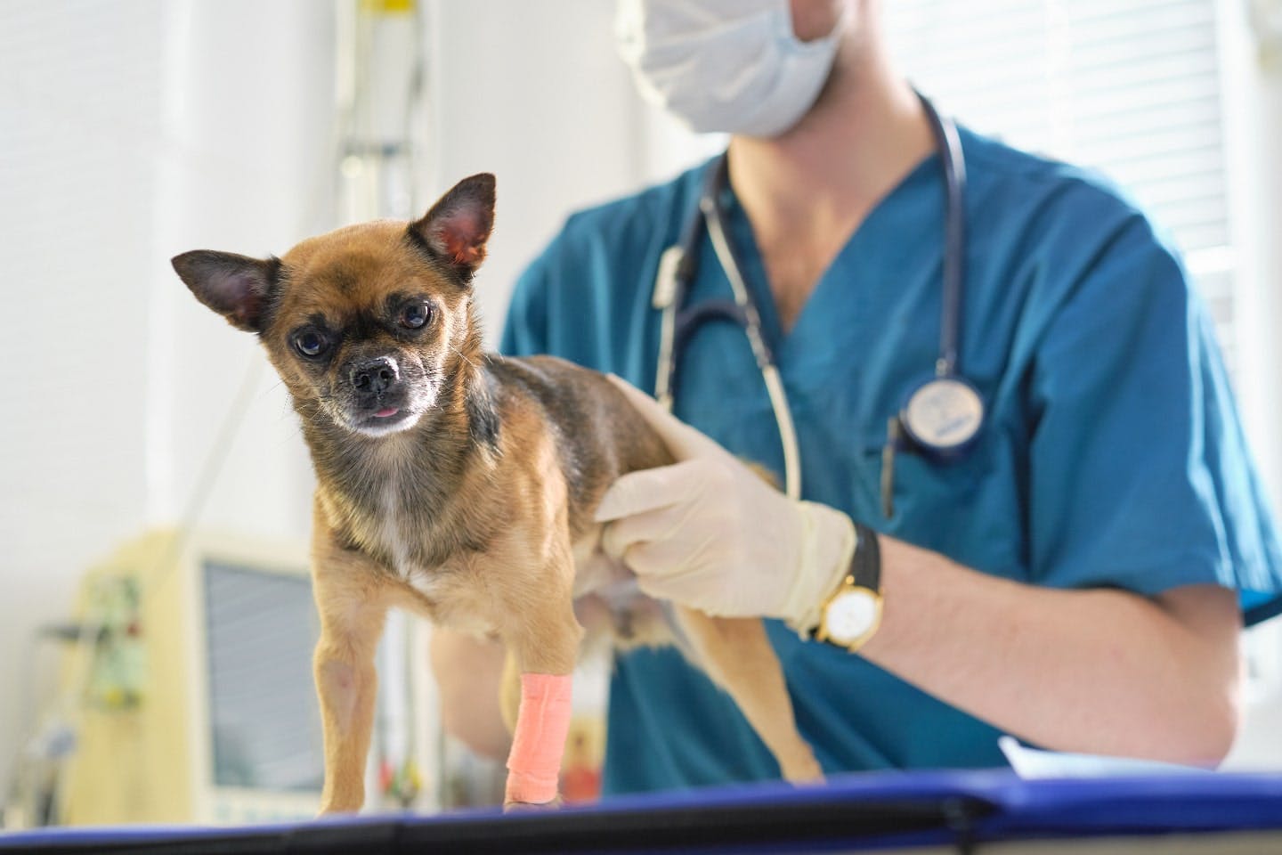 動物病院で犬の赤チンを治してもらう場合