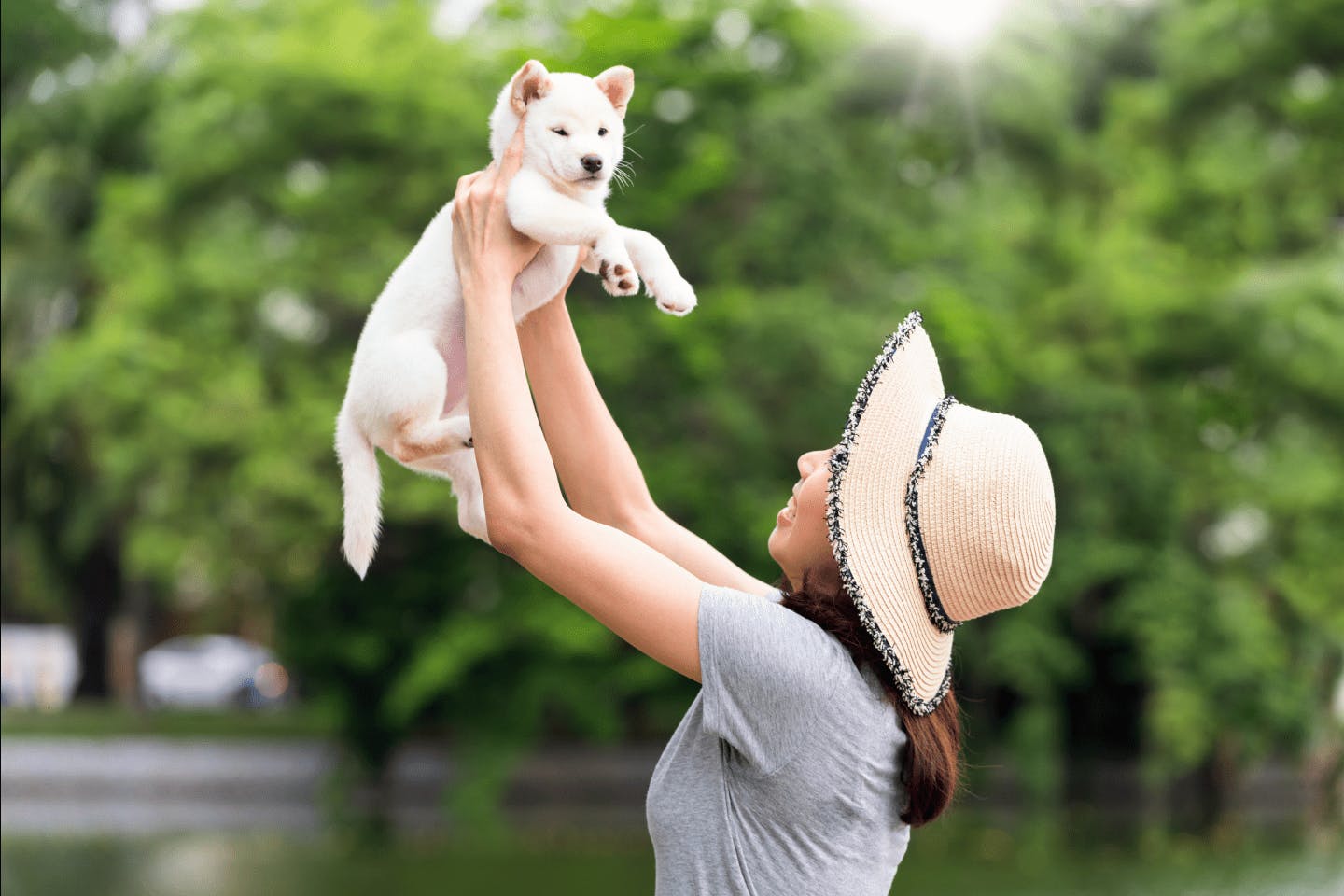 知っておきたいアイヌ犬（北海道犬）の迎え方と費用相場