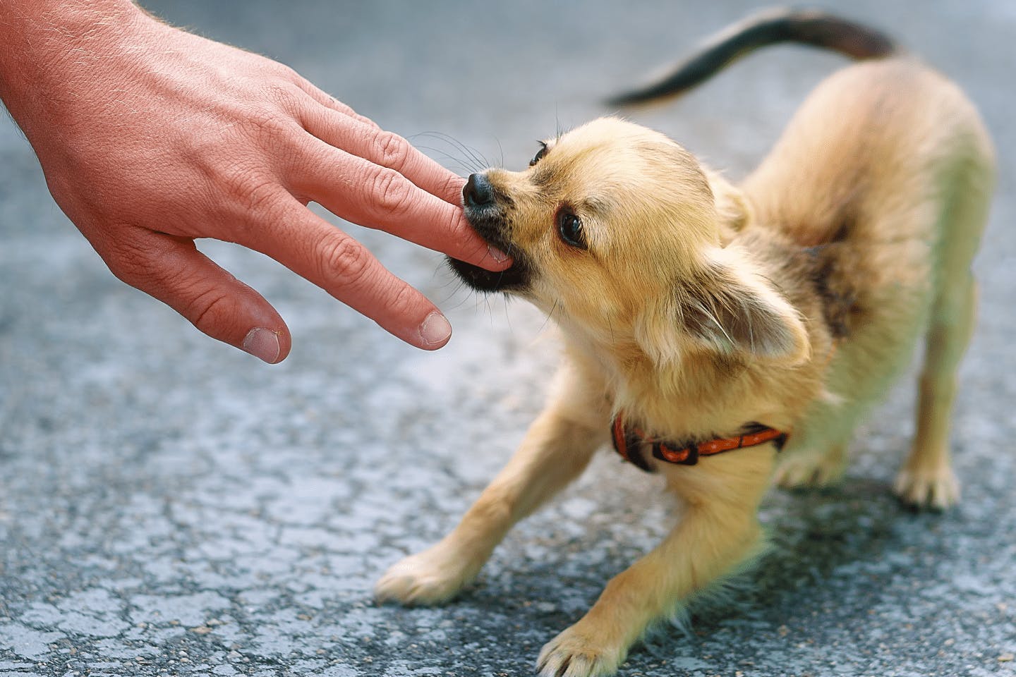 犬がインターホンに吠えるのを放置するリスク