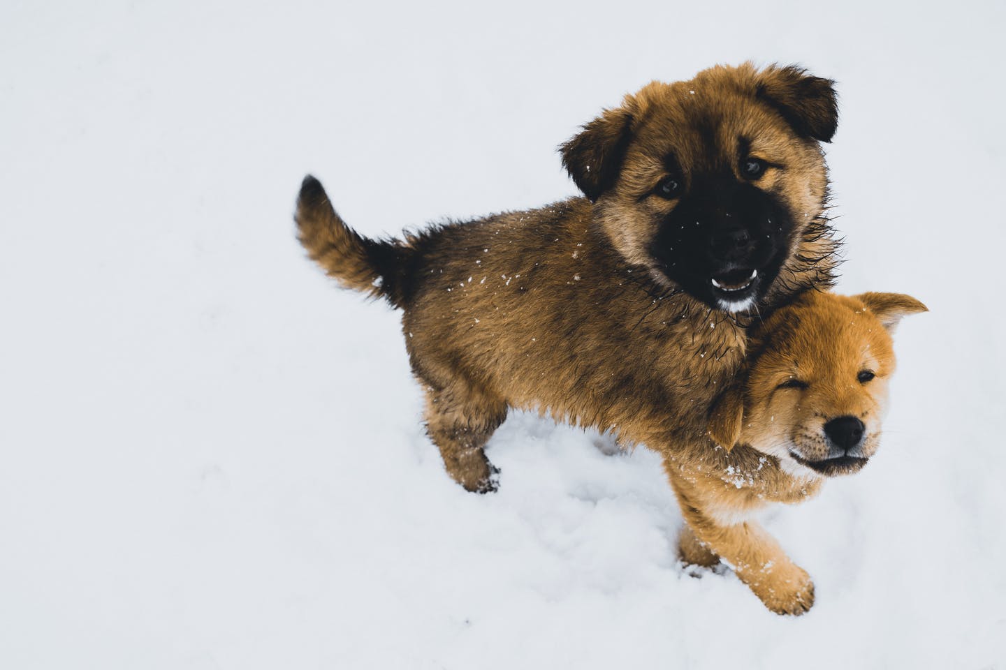 珍島犬の毛色の種類、被毛、外貌の特徴