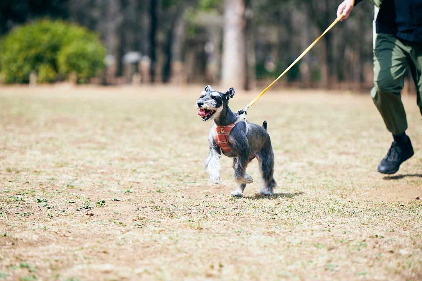お散歩の利用者も多い代々木公園。マナーを守ることが愛犬の安全も守る