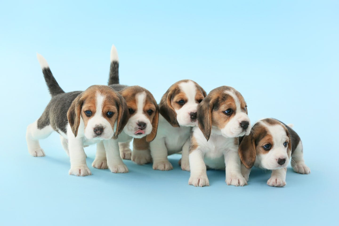 犬の赤チンは、子孫を残すための生理現象。その生態やマウンティングとの違いを解説