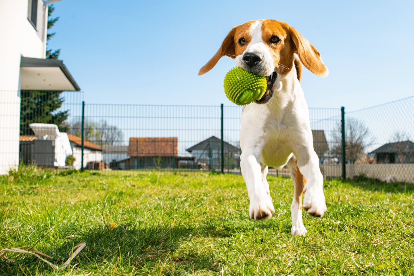 【獣医師監修】「おいで」と呼び戻しても愛犬が来ない理由とトレーニングのコツを動画で解説