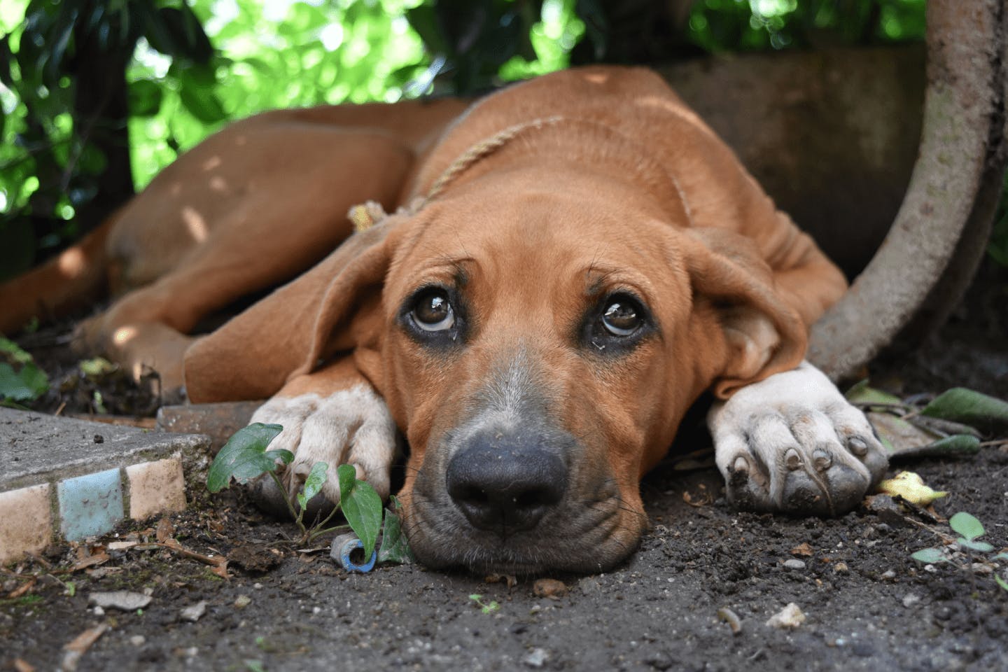 伏せている土佐闘犬