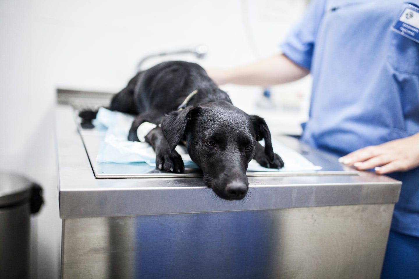 犬の尿漏れで考えられる病気と治療方法