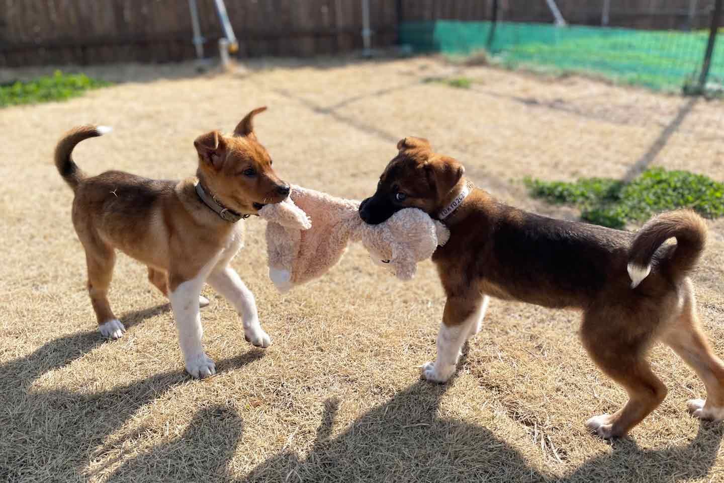 キドックスのアニマルシェルター（動物保護施設）で暮らす犬たち