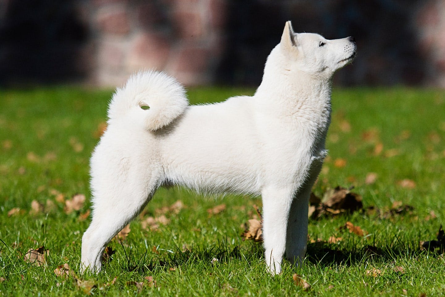 北海道犬の性格や特徴は？飼い方のコツや寿命などについて解説【獣医師監修】|ワンクォール