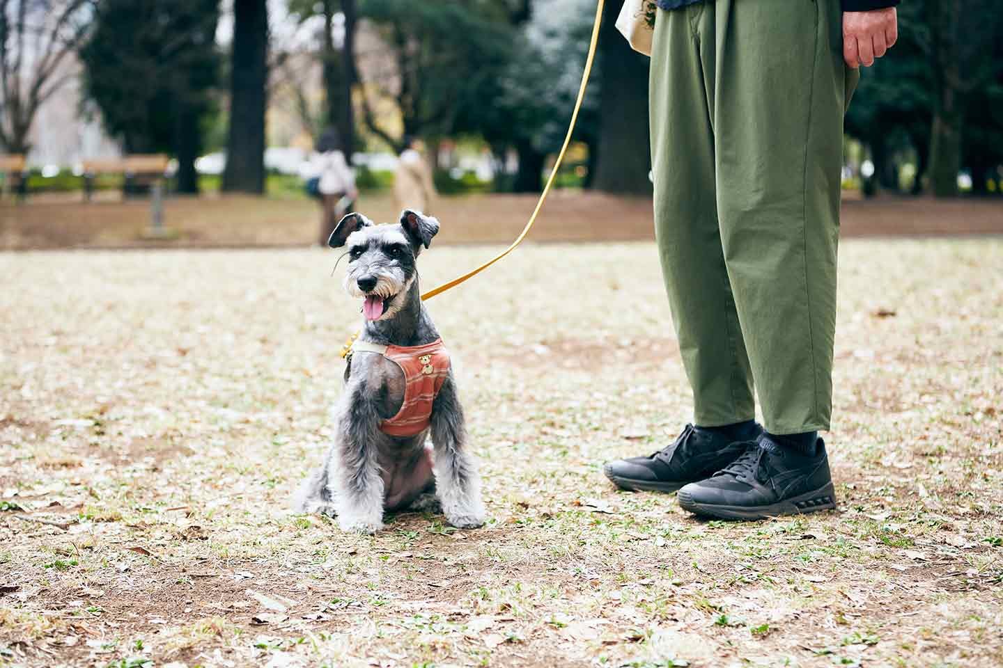 代々木公園のドッグランを活用するための秘訣