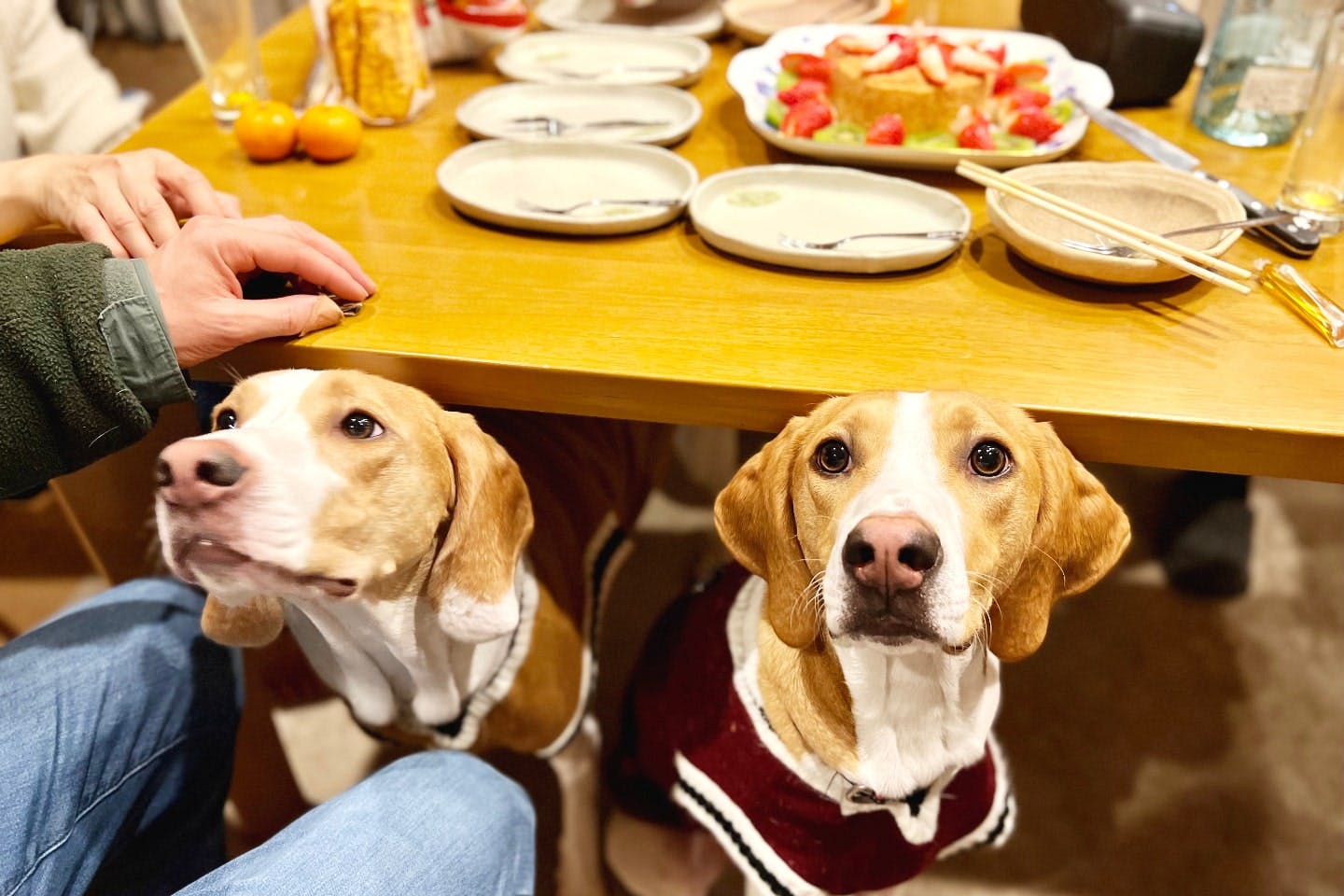 犬がカレーを舐めたら要注意！中毒を起こす原因は玉ねぎだけじゃない