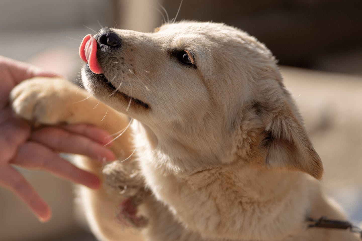 珍島犬を飼うのに向いている人