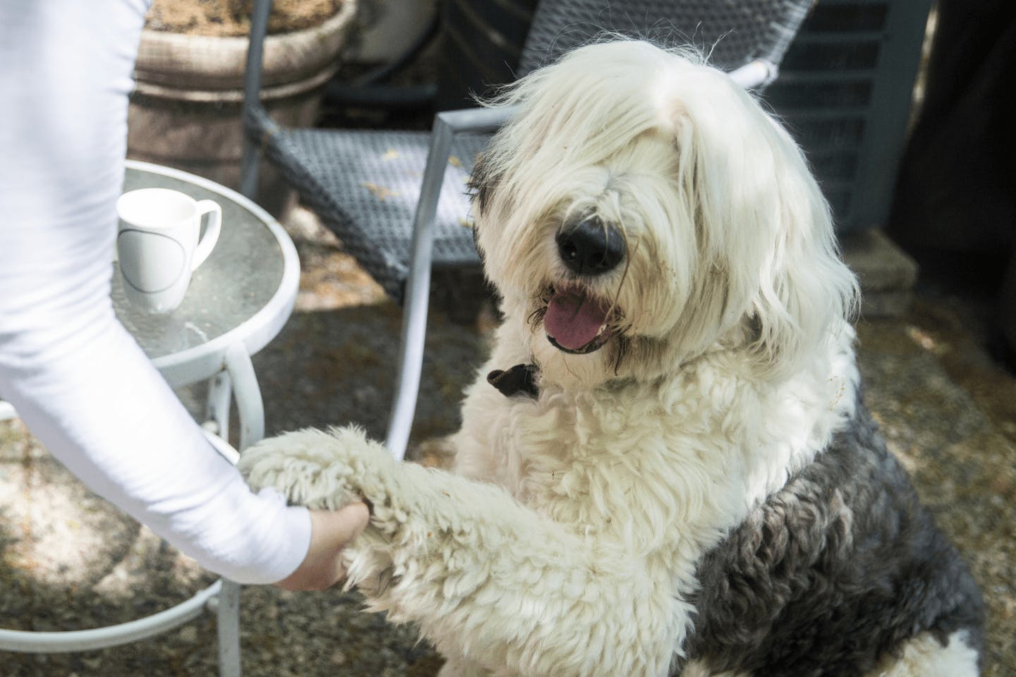 三英貿易 サンエー オールドイングリッシュシープドッグ バウハウス 三