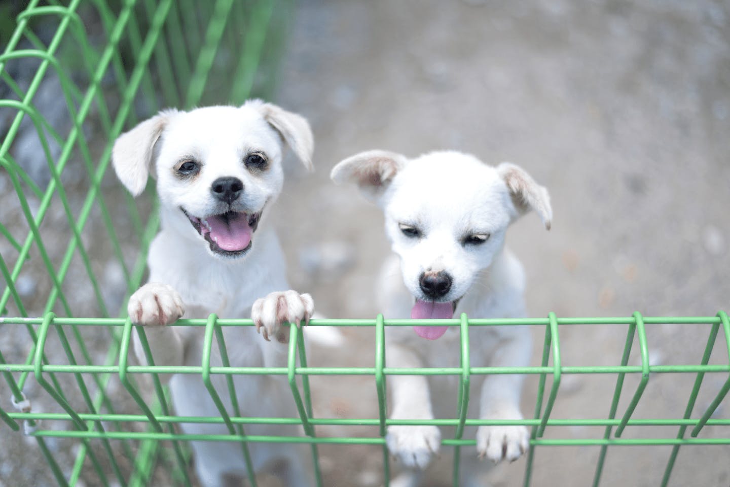 珍島犬のしつけと社会化トレーニングのポイント