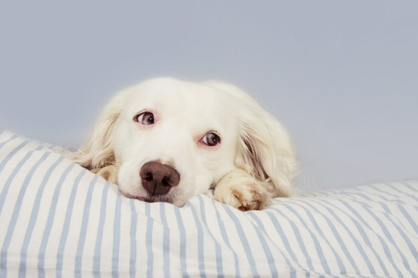 愛犬の白目が赤く充血する結膜炎。パグやチワワなど、まんまるの目がチャームポイントの犬種は要注意