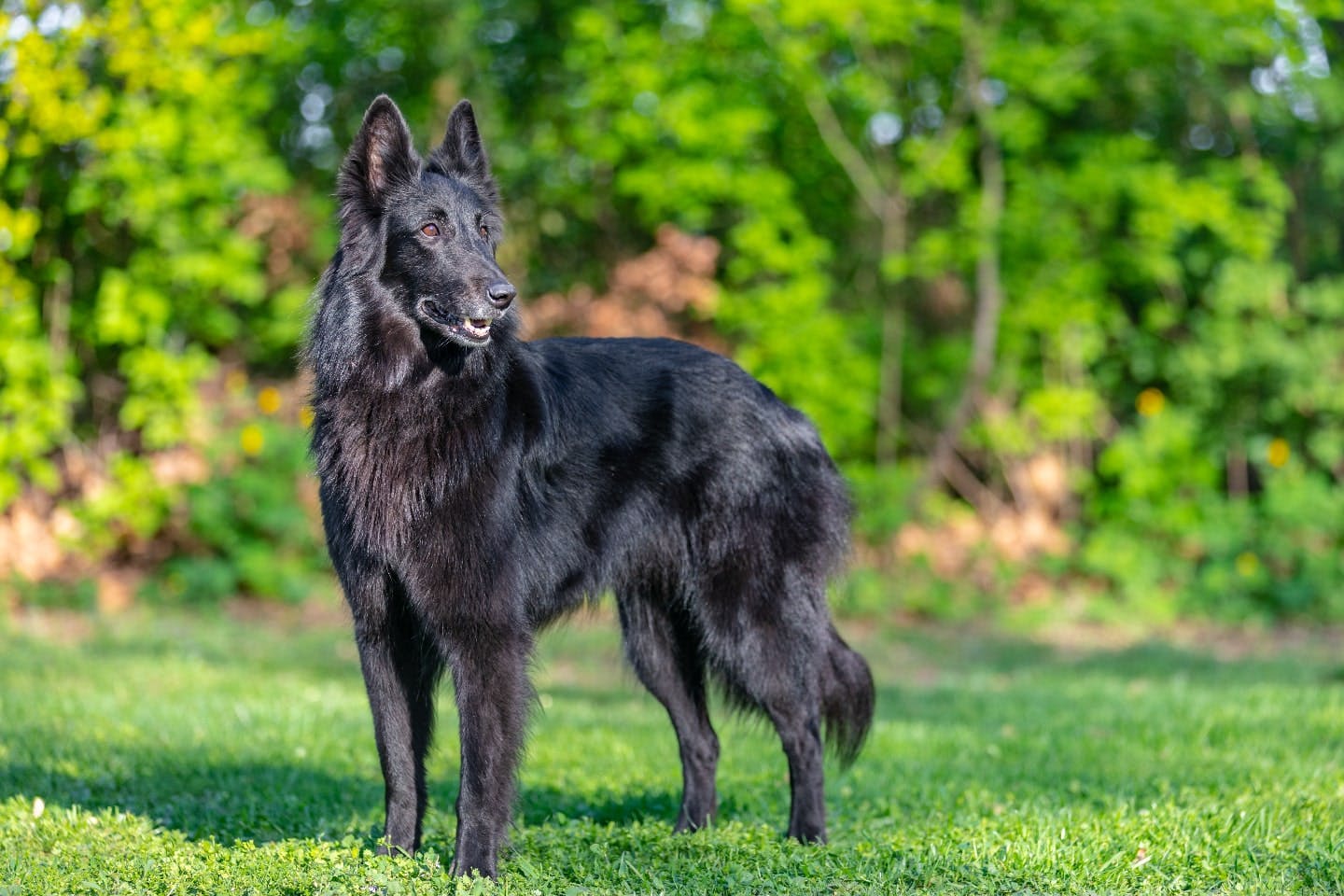 ベルジアン・シェパード・ドッグ・グローネンダールの性格や特徴は?飼い方のコツや寿命などについて解説【獣医師監修】ワンクォール ベルジアン・シェパード・ドッグ・グローネンダールの性格や特徴は?飼い方のコツや寿命などについて解説【獣医師監修】ワンクォール