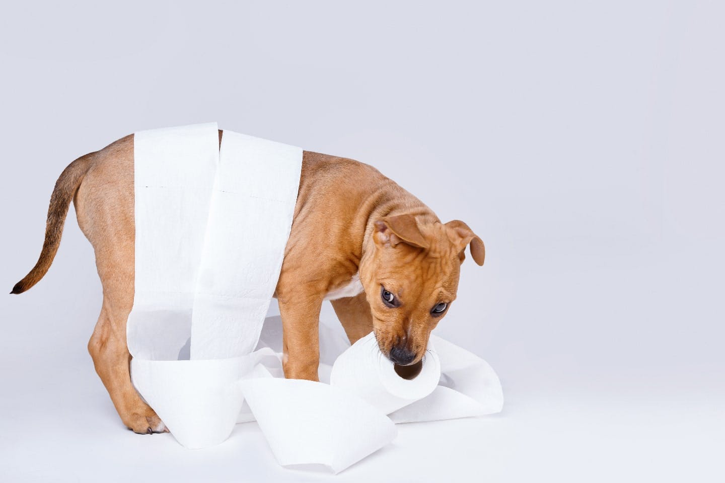 犬が大腸炎を発症する原因や治療方法は？自宅でできる対処方法のOK例とNG例も解説