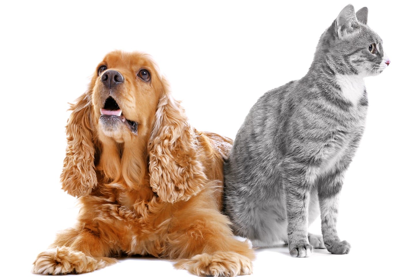 猫をとりこにする「またたび」は、犬もとりこにするの？効果や健康への影響を解説