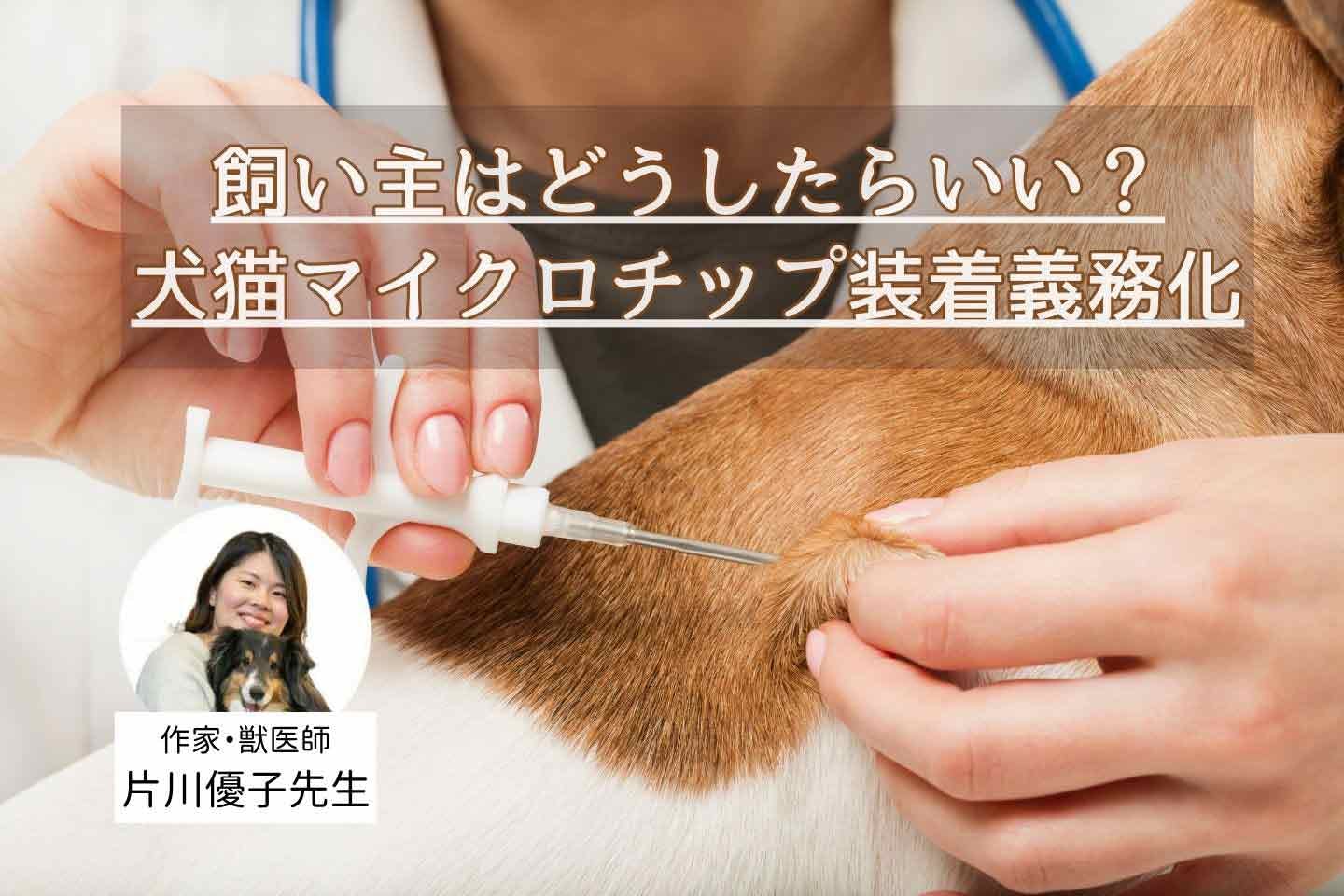 犬のマイクロチップの装着が義務化。飼い主さんが知っておくべき必要性や仕組みについて