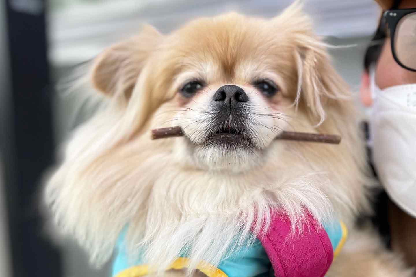 夫婦2人で行く愛犬の散歩。毎日のルーティンで会話が増えた 夫婦2人で行く愛犬の散歩。毎日のルーティンで会話が増えた