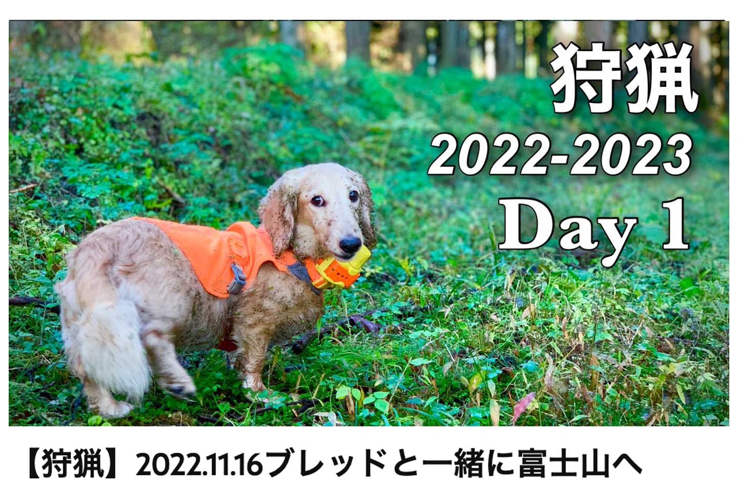 膀胱がんの診断を受けた愛犬・ブレッドを連れて富士山へ向かう