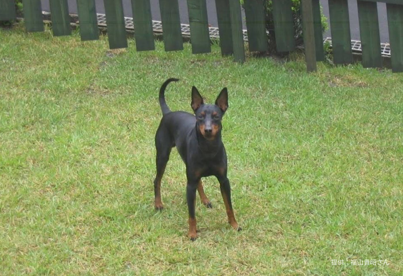 トイ・マンチェスター・テリアの性格や特徴は？飼い方のコツや寿命など