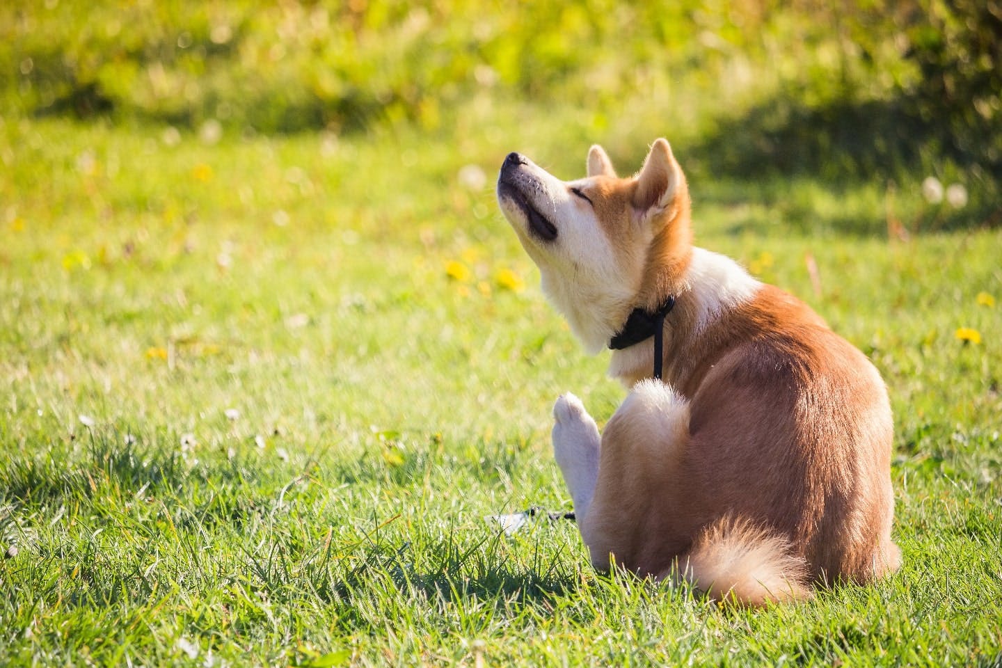 犬の皮膚が赤くなるのは病気？それ以外？さまざまな理由と症状を解説