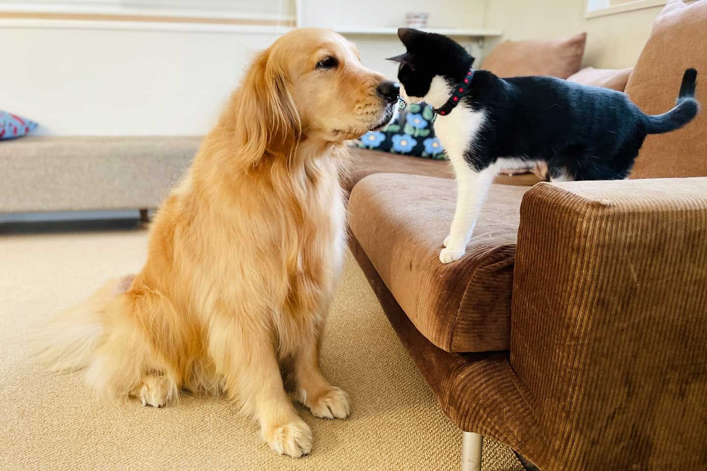 ゴールデンレトリバーのコメと元保護猫のウメ ゴールデンレトリバーのコメと元保護猫のウメ