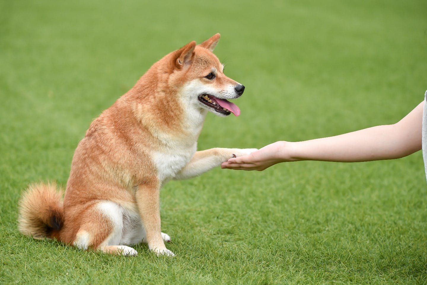 【柴犬版】犬の寝床はトイレと離して！習性に合った効果的なトイレトレーニングを解説