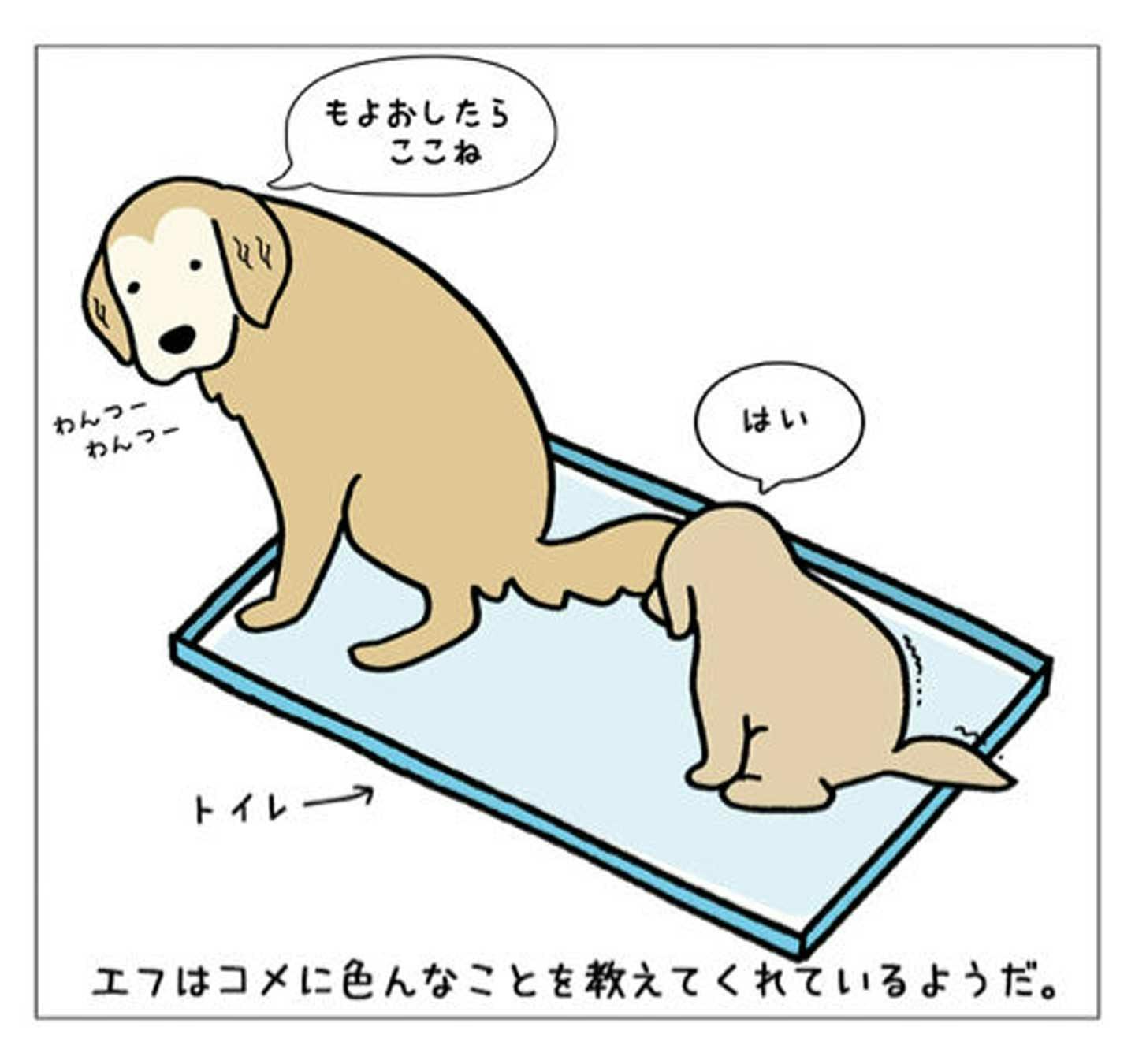 先代犬・エフが後輩エフに教えてくれたこと トイレ 先代犬・エフが後輩エフに教えてくれたこと トイレ
