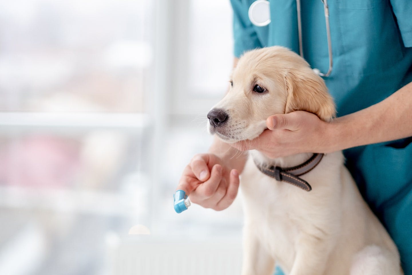 子犬の歯が生え変わる時期や順番は？よくあるトラブルや予防方法も紹介