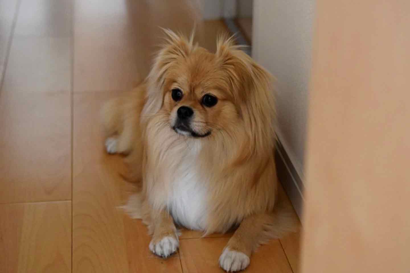 家族と協力して乗り越える愛犬の「分離不安症」 家族と協力して乗り越える愛犬の「分離不安症」