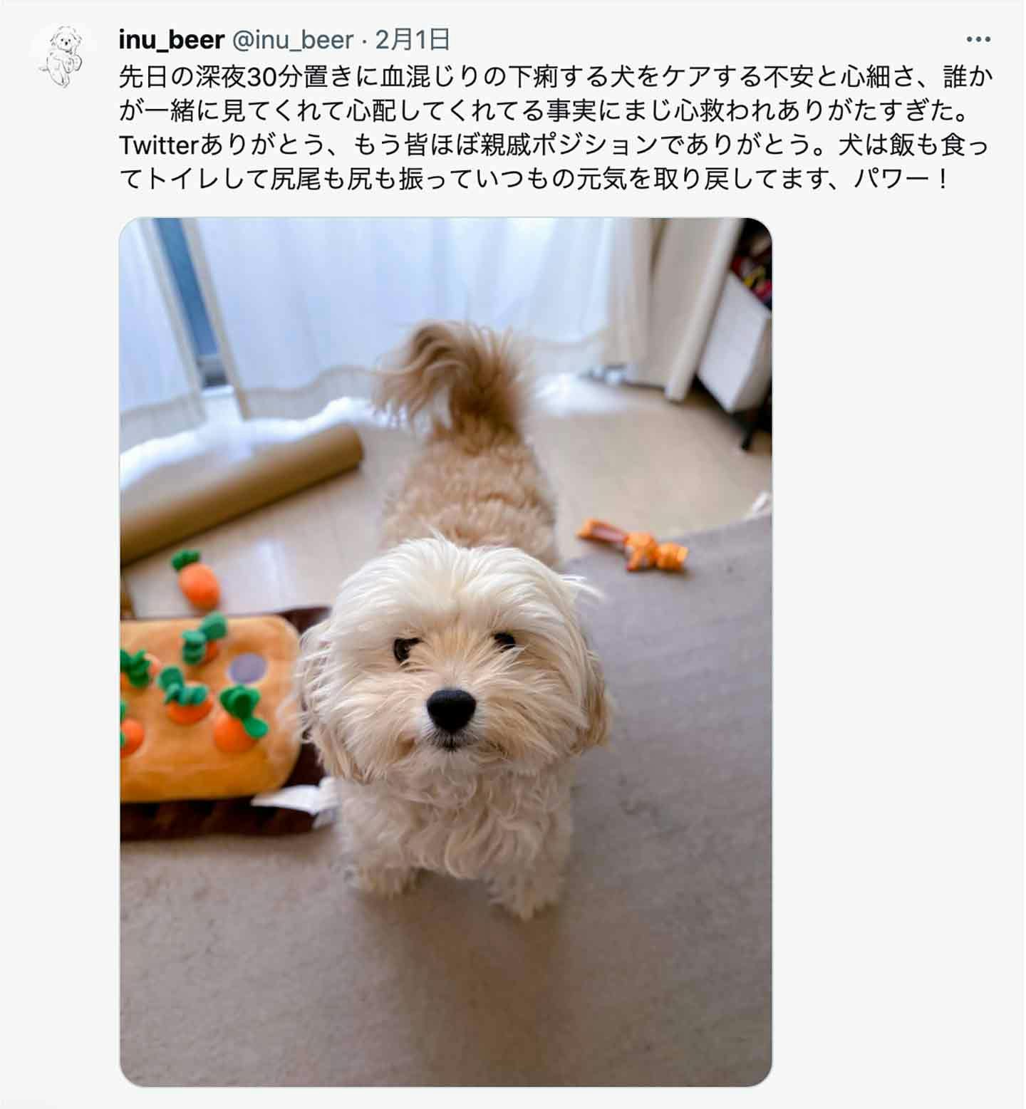 SNSを通じて“犬を愛する仲間たち”が心の支えに SNSを通じて“犬を愛する仲間たち”が心の支えに
