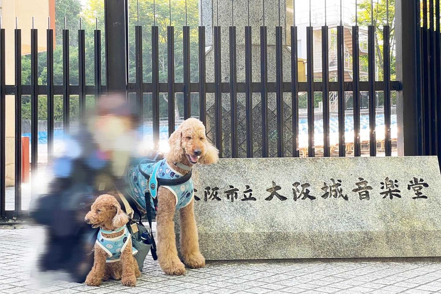 みやうち沙矢さんと、トイプードルの愛犬の兄くん（左）・坊ちゃん（右）