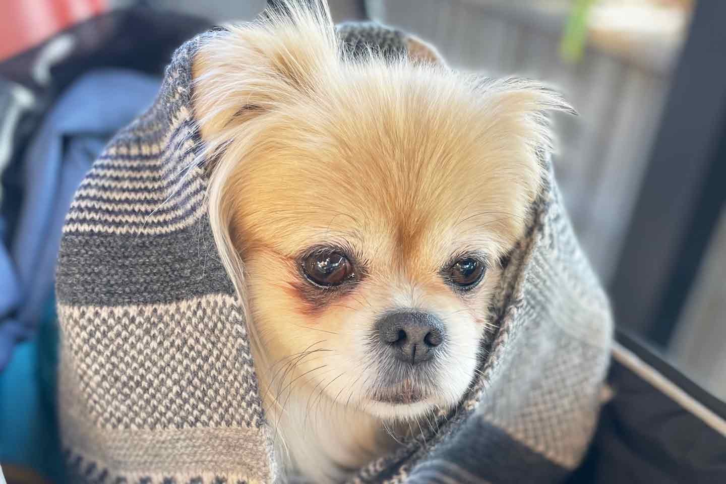 「分離不安症」の愛犬・ちゃこちゃん 「分離不安症」の愛犬・ちゃこちゃん