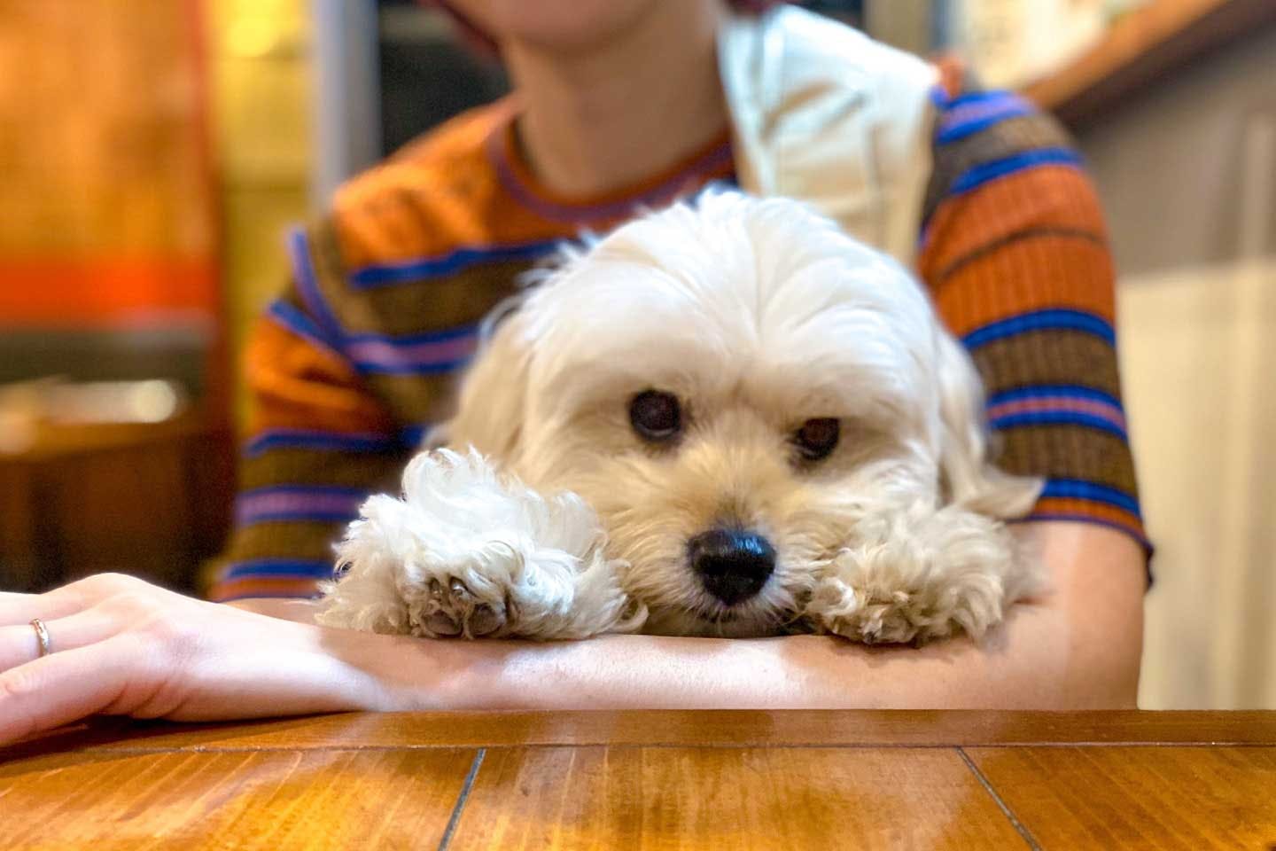 「3年経っても愛犬の可愛さに慣れない」大河紀さんを毎日驚かせるコッカプー・ビールくん