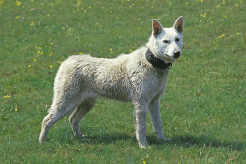 紀州犬の性格や特徴は？飼い方のコツや寿命などについて解説【獣医師