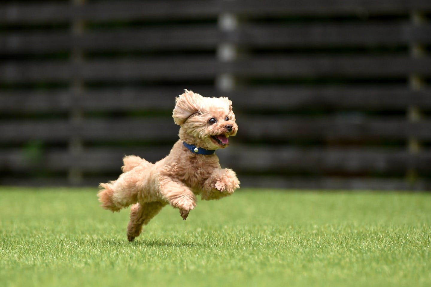 犬が脱走した！緊急時の相談先や、飼い主にできることを解説