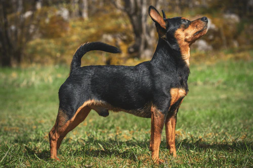 高品質　病変　小型犬　プラシュスキー・クリサジーク　頭骨 496f97b7-prague_ratte_01-min.