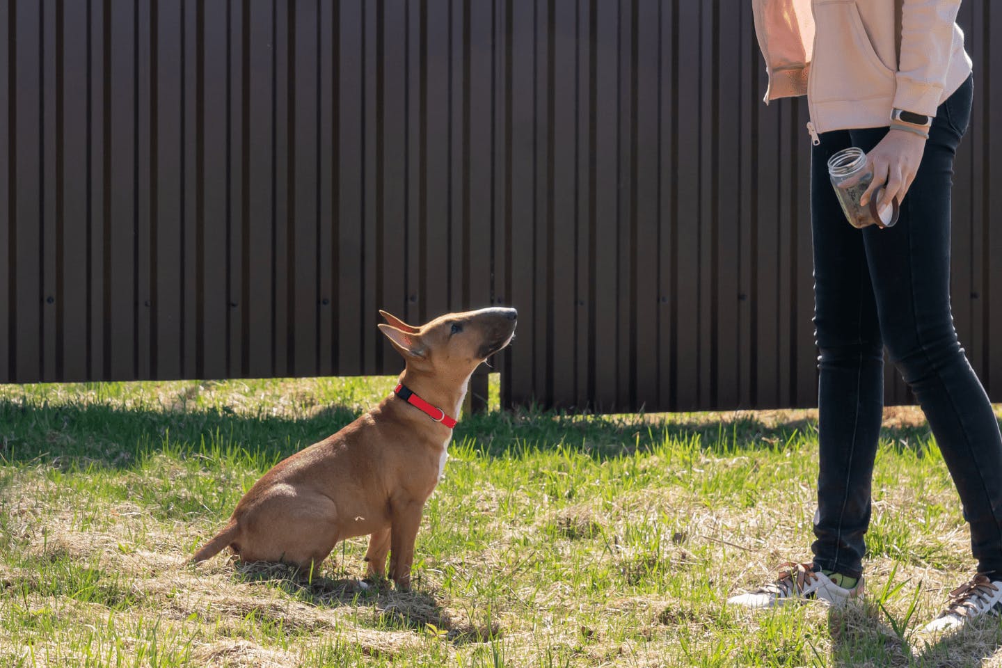 ミニチュア・ブル・テリアを飼うのに向いている人