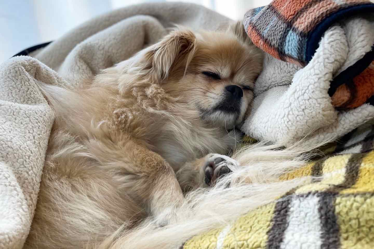 家族で1番遅起きの愛犬ちゃこちゃん