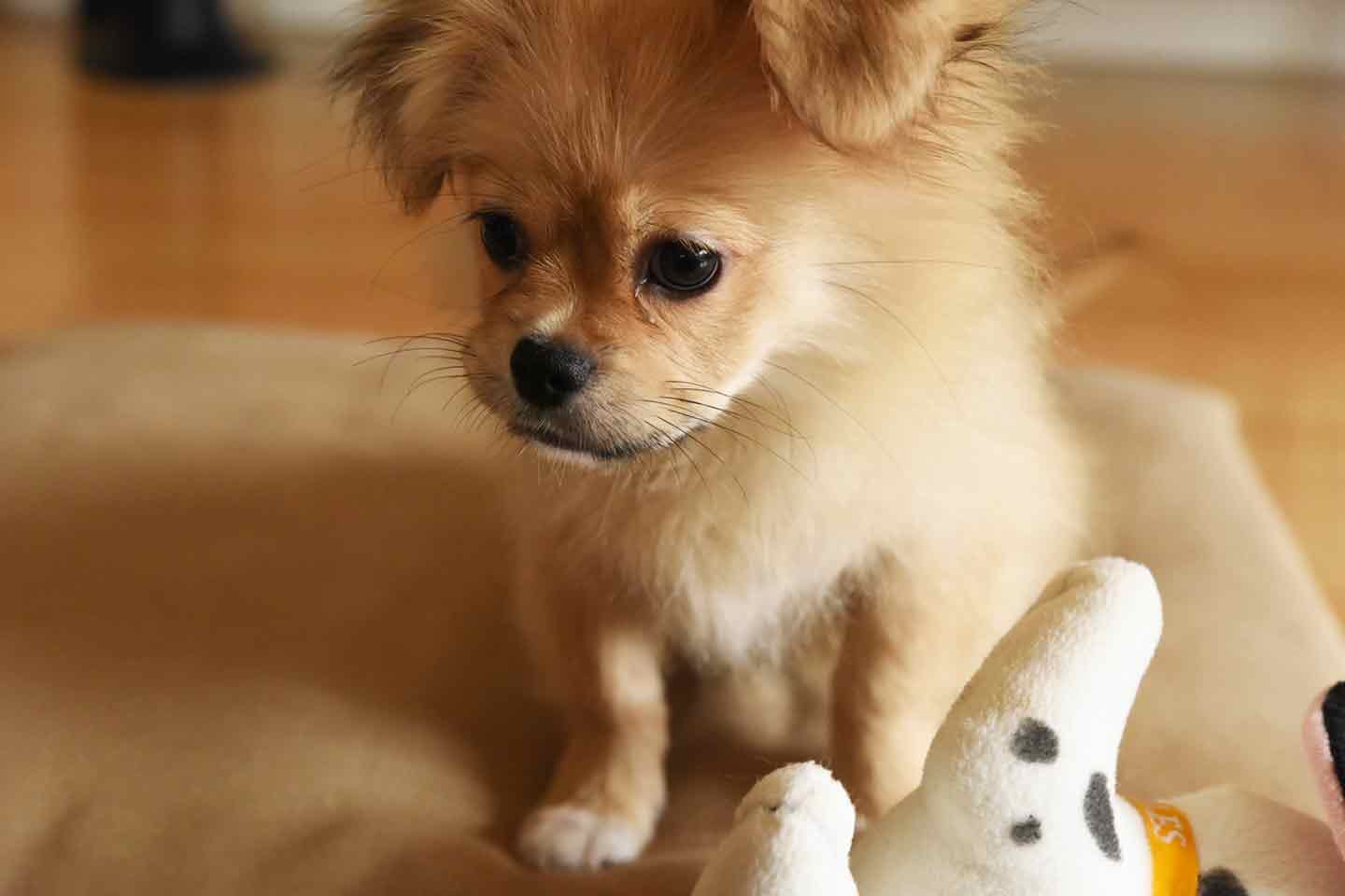食糞・食べ渋り…保護犬との暮らしで生まれた小さな悩み 食糞・食べ渋り…保護犬との暮らしで生まれた小さな悩み