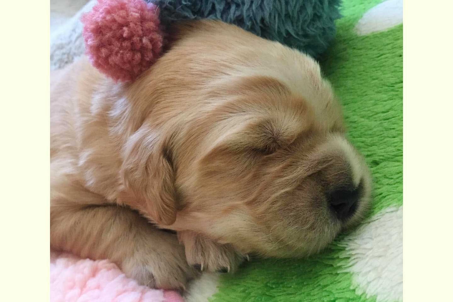 子犬期のゴールデンレトリバーのコメちゃん 子犬期のゴールデンレトリバーのコメちゃん