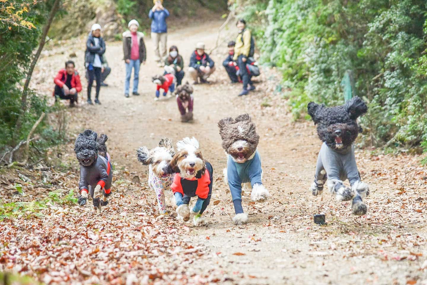 “目に見えないリード”がたしかにある。ノーリードで築く愛犬との信頼関係 “目に見えないリード”がたしかにある。ノーリードで築く愛犬との信頼関係