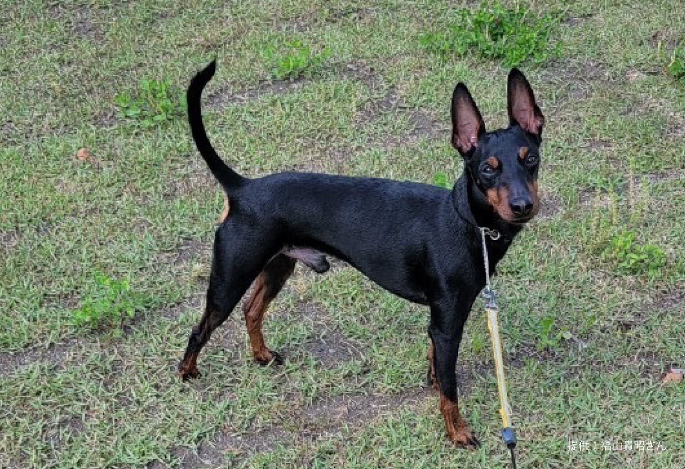 トイ・マンチェスター・テリアの性格や特徴は？飼い方のコツや寿命など