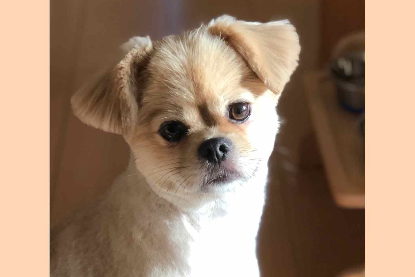 サマーカットの愛犬・ちゃこちゃん 元保護犬 サマーカットの愛犬・ちゃこちゃん 元保護犬