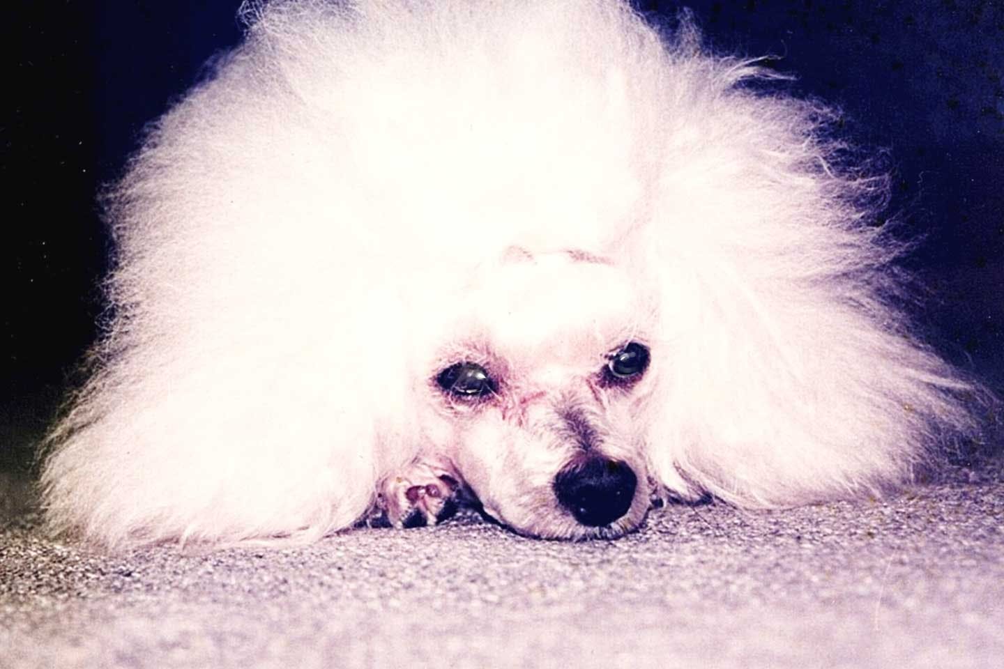 みやうち沙矢さんの愛犬、トイプードルの「アック」 みやうち沙矢さんの愛犬、トイプードルの「アック」