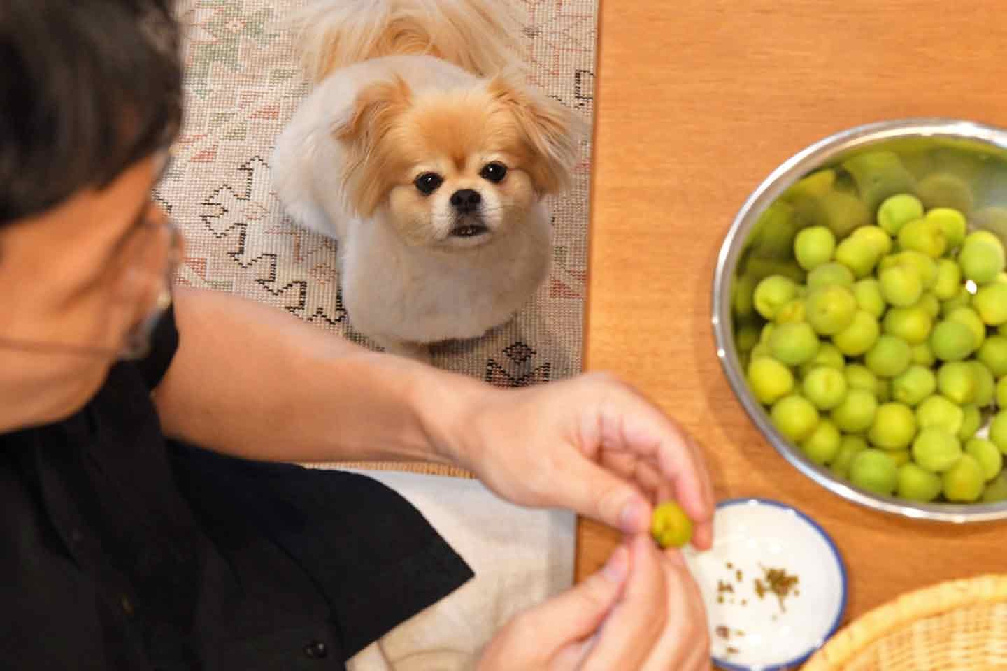 家で小梅の下ごしらえをしている富田ただすけさんと愛犬ちゃこちゃん