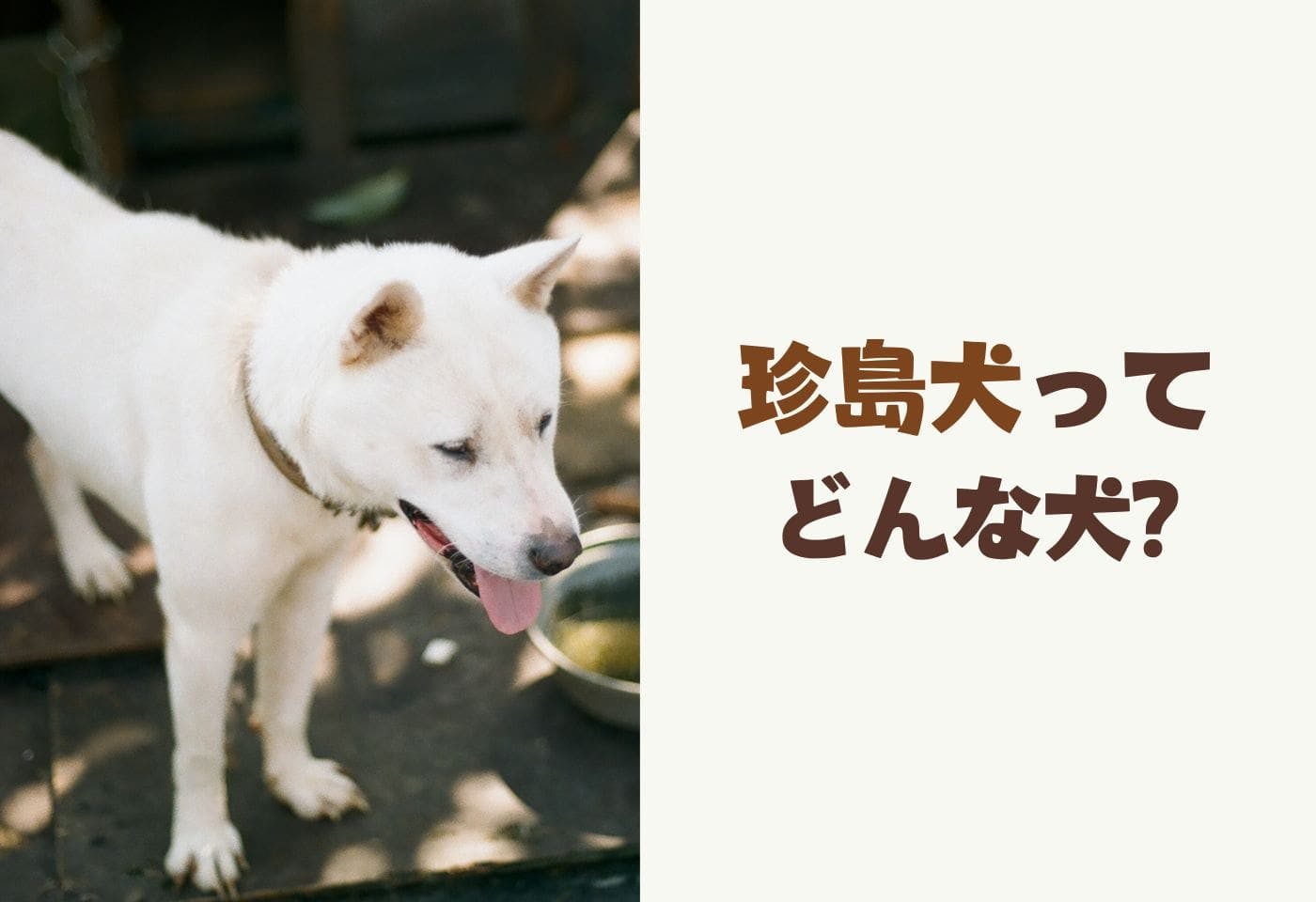 珍島犬の性格や特徴は？飼い方のコツや寿命などについて解説【獣医師監修】|ワンクォール