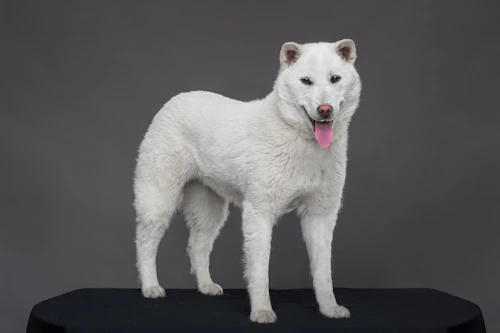 紀州犬の性格や特徴は？飼い方のコツや寿命などについて解説【獣医師