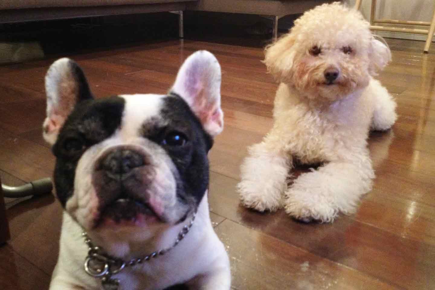 近藤さんの愛犬フレンチブルドッグのウリ坊くん(左)とJINAN坊くん(右) 近藤さんの愛犬フレンチブルドッグのウリ坊くん(左)とJINAN坊くん(右)